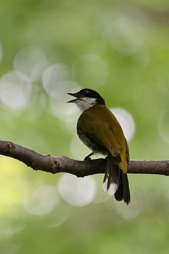 Scaly-breasted bulbul